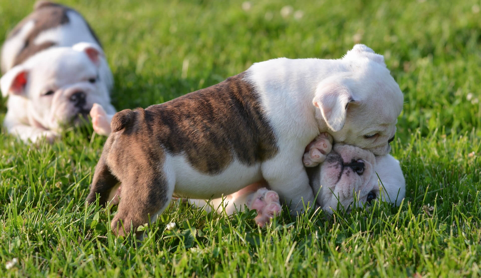Fulton, MO New Patient Center Callaway County Small Animal Veterinary