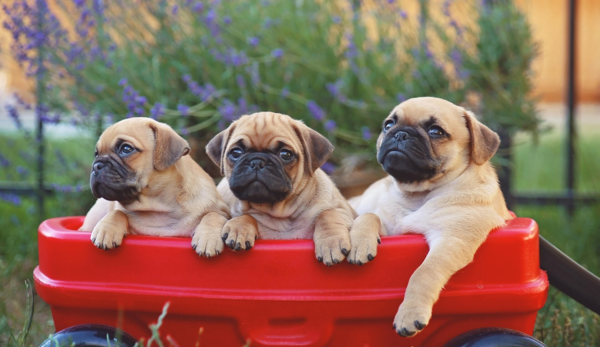 Fulton Veterinary Services Callaway County Small Animal Veterinary Clinic